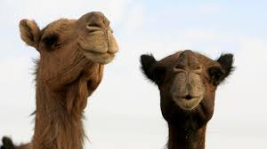 How do i get i feel your pain, recently came back to the game and i couldn't figure out how to get a camel aswell. Camel Meat Supplier Hits Speed Hump