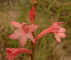 Image result for Watsonia