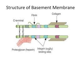 Basement membrane structure in situ evidence for lateral associations in the type iv collagen the basement membrane is a structure that supports overlying epithelial or endothelial cells. Basement Membrane Ppt Video Online Download