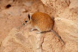 Coolest Nocturnal Animals Around The World
