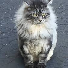 After you have filled out an application and been approved, please join us on our closed facebook page maine coon kittens of nacoonzi. Maine Coon Cat Breeders Pacific Northwest Best Cat Wallpaper