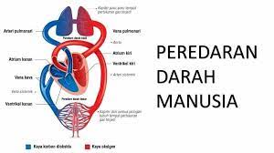 Sains Tahun 5 Sistem Peredaran Darah Manusia Cikgu Linda Quizizz