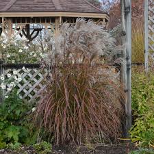 Image result for Miscanthus
