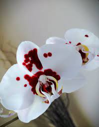 Pin On Orchid Flower