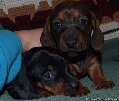 4 fullblooded dachshund puppies for sale. Miniature Dachshund Puppies Price 200 00 For Sale In Waynesboro Georgia Best Pets Online