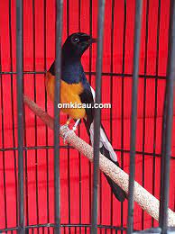 Nama burung murai yang bagus dan hoki. Murai Batu Raja Hoki Burung Rusak Yang Moncer Kembali Di Tangan Om Defry Cinere Om Kicau