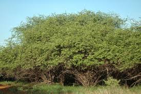 Image result for Grewia flavescens