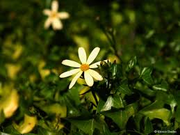 Image result for Senecio speciosus