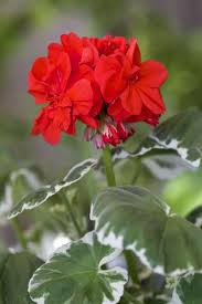 Image result for Pycnostachys schliebenii