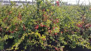 We did not find results for: Texas Scarlet Quince Wilson Nurseries