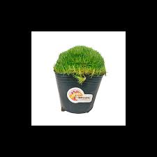 Moss gardens, succulents, mini plants. Irish Moss Green Japan