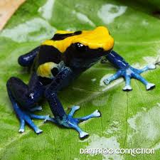 Black And Yellow Frog Australia Dart Frog Connection Dartfrog Connection Sale Frog Species Frog Dart Frog