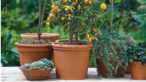 Order online for delivery or click & collect at your nearest bunnings. Growing Citrus Plants Bunnings Australia
