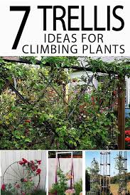 Maybe you would like to learn more about one of these? 7 Trellis Ideas For Climbing Plants Garden Lovin Climbing Flowers Trellis Climbing Plants Trellis Climbing Plants