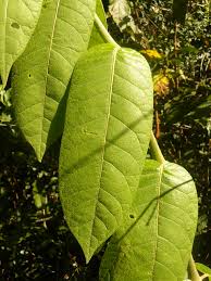 Image result for Polyscias fulva