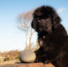 Big Fluffy Dog Breeds Black And Brown 11 Big Fluffy Dog Breeds Perfect To Cuddle With Dogbeast Big Fluffy Dogs Fluffy Dogs Dog Breeds
