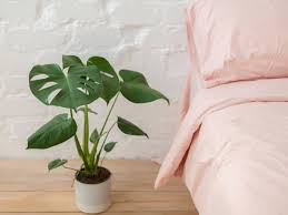 Indoor Plants For Low Light Hgtv