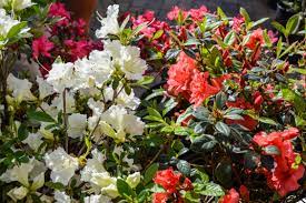 Flowers Lover Azalea Flower Youtube
