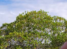 Image result for Rhizophora racemosa