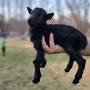 Nigerian Dwarf goats for sale Indiana from blueheronfarmindiana.com