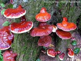 Image result for Ganoderma tsugae