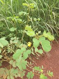 Image result for Cassia thyrsoidea