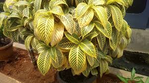 1 buket bunga warna kuning untuk dekorasi pesta shopee indonesia. Hd1080p Tanaman Hias Bicolor Daun Tulang Strip Hijau Dan Kuning Youtube