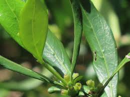 Image result for Empogona lanceolata