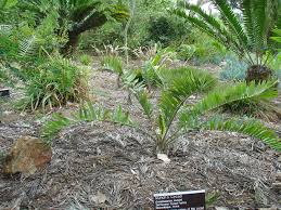 Image result for Encephalartos munchii