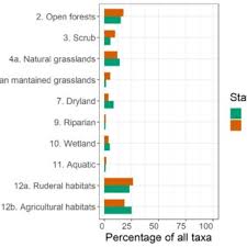 Image result for Megalochlamys hamata
