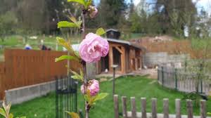 Image result for mandloň trojlaločná