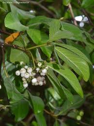 Image result for Psychotria ceratoloba