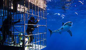 Hi i'm going to australia in march but believe this is a bad month for sharks what are the odds on seeing them is it slim? Great White Shark Cage Diving Worth It Deepblu Mag