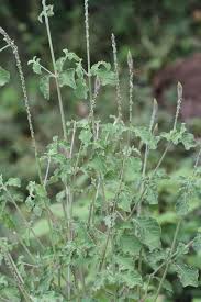 Image result for Achyranthes aspera