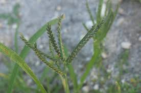 Image result for Eleusine coracana