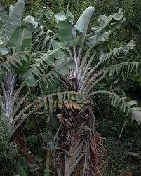 Image result for Strelitzia caudata