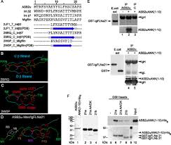 Is the world's largest library of brand logos in vector format available to download for free. Functional And Structural Insights Into Asb2a A Novel Regulator Of Integrin Dependent Adhesion Of Hematopoietic Cells Journal Of Biological Chemistry