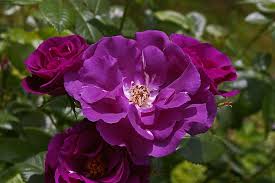 Maybe you would like to learn more about one of these? Rose Rhapsody In Blue Blue Rose Bluest Rose Blue Bouquet Flowers Nature Floral Petals Rose Garden Pikist