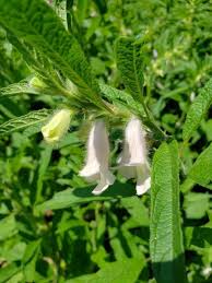 Image result for Sesamum