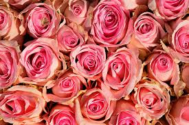 Check spelling or type a new query. Rose Flower Plant Bouquet Romantic Decoration Anniversary Festive Piqsels