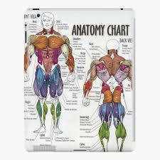 Home » best back muscles training exercises » back muscles anatomy chart. Back Muscle Chart Haval