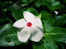 Pin On Flower Power