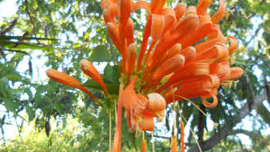 We did not find results for: Butterfly Guy Flames In South Florida Gardens