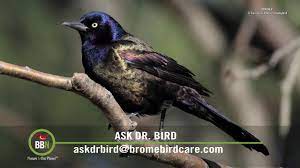 Use terror eyes where you can hang them around the crops. Deterring Grackles Youtube