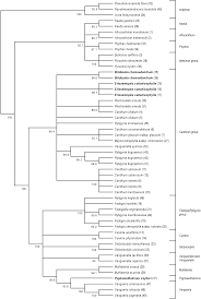 Image result for Multidentia exserta