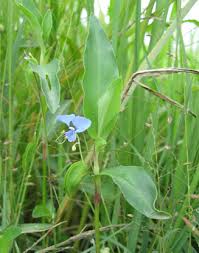 Image result for Commelina diffusa