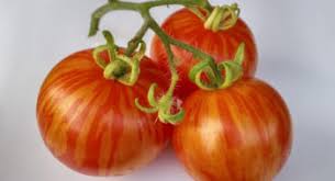 Tomaten wachsen im kübel, im beet oder im gewächshaus. Wie Viel Licht Und Sonne Sonnenstunden Brauchen Tomaten Tomaten De