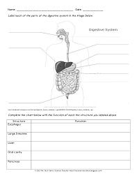 Image Result For Anatomy Labeling Worksheets Digestive System Worksheet Human Body Worksheets Digestive System Diagram