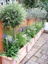 Potted Olive Trees Under Planted With Agastache Agapanthus And Anemone Fresh Gardening Ideas Garten Garten Ideen Mediteraner Garten