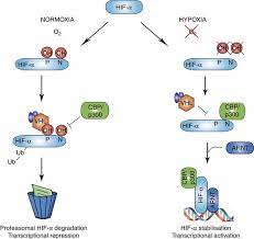 Hif vann mot falkenberg efter van den hurks hattrick. The Emerging Role Of Hypoxia Hif 1 And Hif 2 In Multiple Myeloma Leukemia